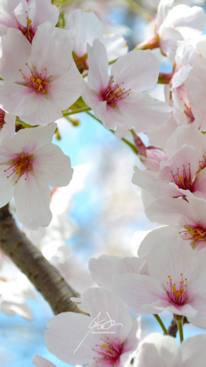HD Cherry Blossom Wallpaper