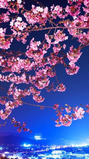 Cherry Blossom Background
