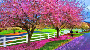 Desktop Cherry Blossom Wallpaper