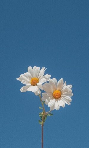 Daisy Wallpaper