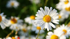 Desktop Daisy Wallpaper