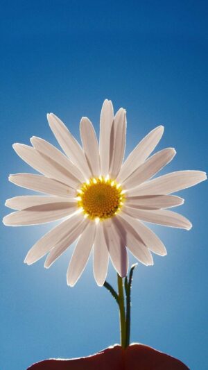 Daisy Wallpaper