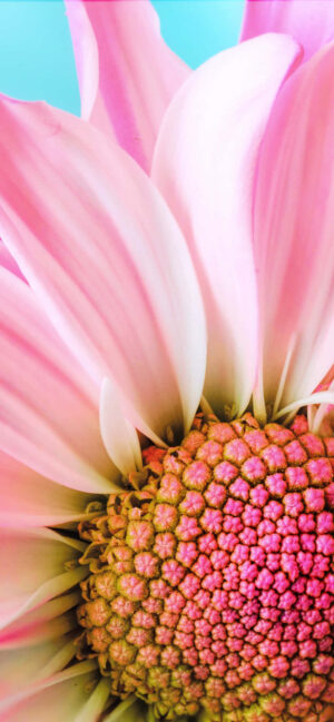 Daisy Background