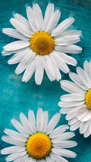 4K Daisy Wallpaper