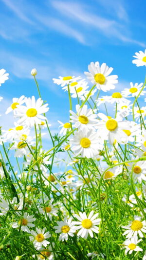 HD Daisy Wallpaper