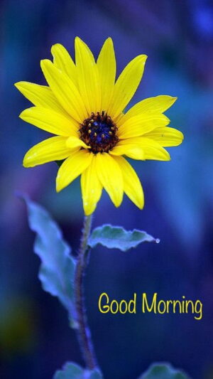 Good Morning Background