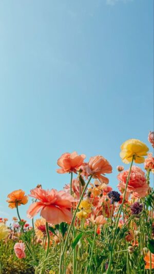 Spring Wallpaper