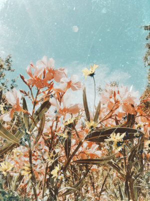 Spring Wallpaper