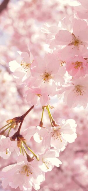 Spring Wallpaper