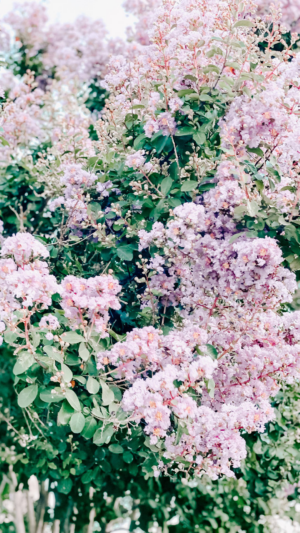 HD Spring Wallpaper