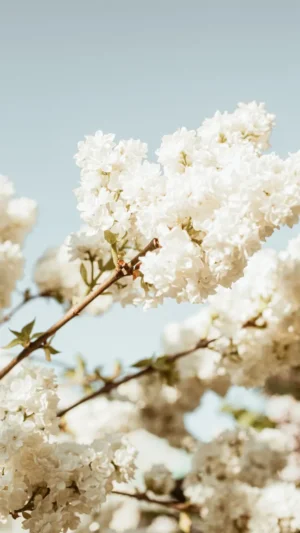Spring Wallpaper