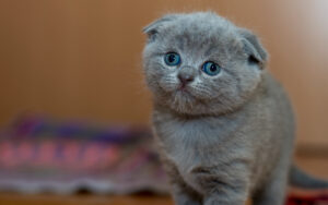 Desktop Cat Wallpaper