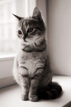Cat Wallpaper