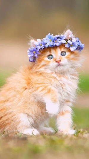Cat Background