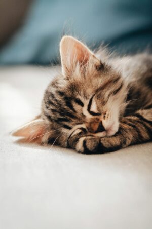 HD Cat Wallpaper