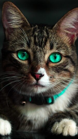 Cat Wallpaper
