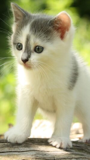 Cat Wallpaper