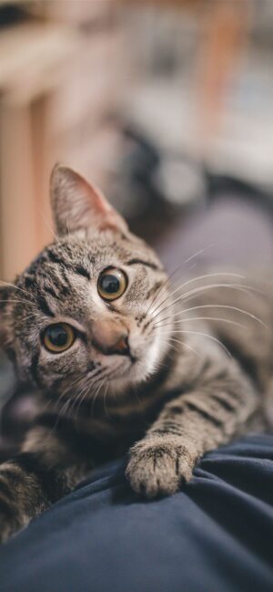 4K Cat Wallpaper