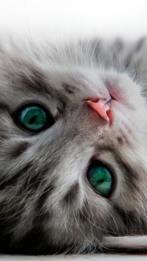 HD Cat Wallpaper