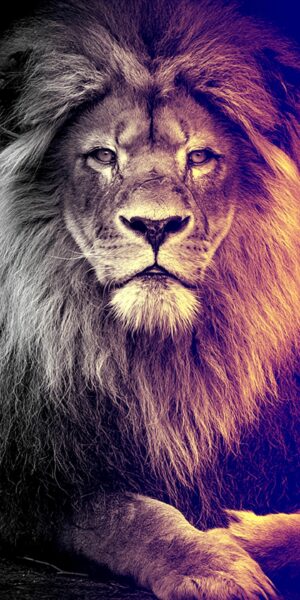 4K Lion Wallpaper