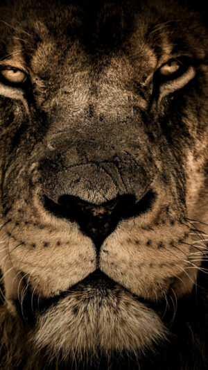 4K Lion Wallpaper