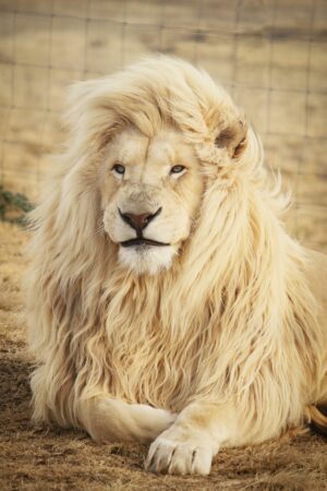 HD Lion Wallpaper