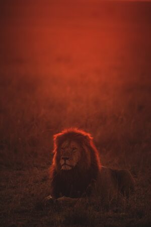 HD Lion Wallpaper