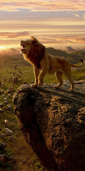 Lion Wallpaper