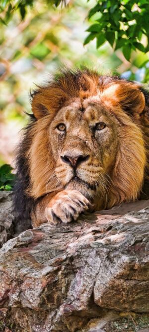 Lion Background
