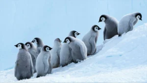 Desktop Penguins Wallpaper