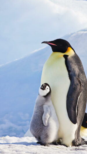 Penguins Wallpaper