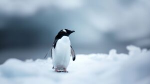 Desktop Penguins Wallpaper