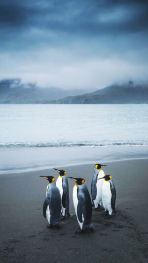 Penguins Wallpaper