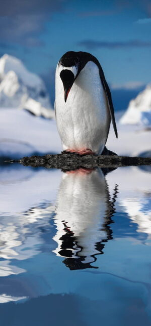 Penguins Background