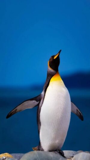 4K Penguins Wallpaper