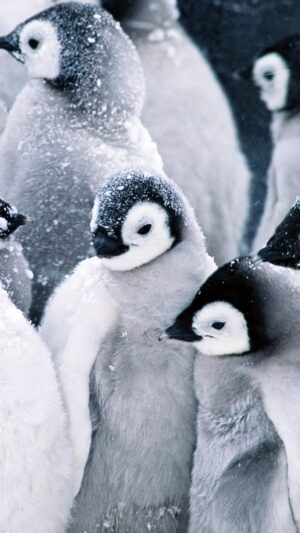 4K Penguins Wallpaper