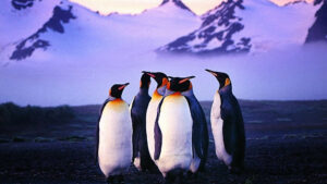 Desktop Penguins Wallpaper