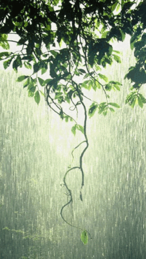 HD Rain Wallpaper