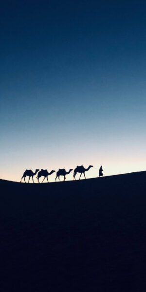 Camel Wallpaper