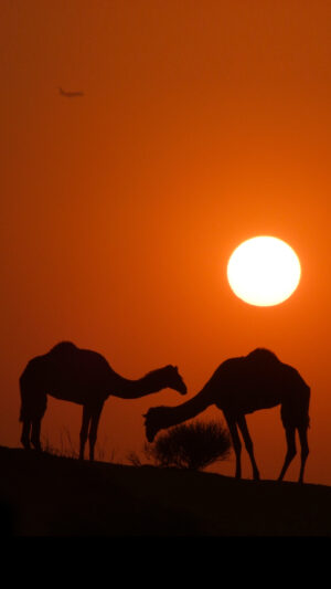 4K Camel Wallpaper 