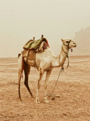 HD Camel Wallpaper 