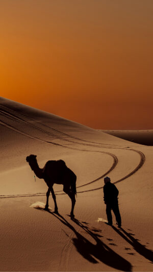HD Camel Wallpaper