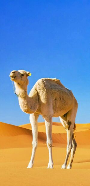 Camel Wallpaper