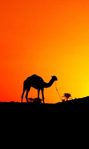 Camel Wallpaper