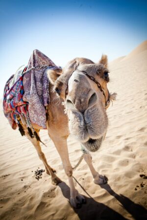 Camel Wallpaper