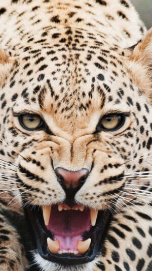 Cheetah Wallpaper