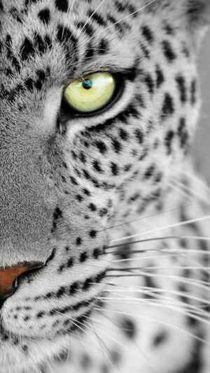 Cheetah Wallpaper 