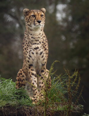 HD Cheetah Wallpaper 