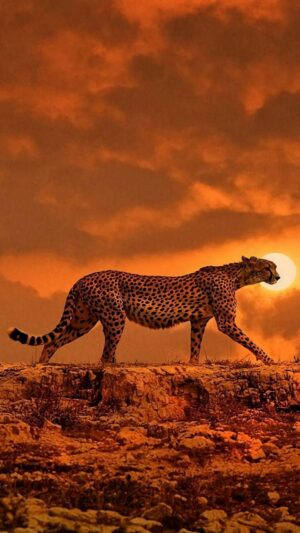 Cheetah Wallpaper