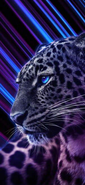 4K Cheetah Wallpaper 